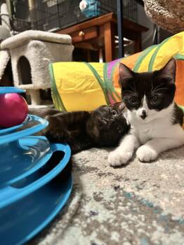 Sugar Pie & Skippy -  Domestic Short Hair Cat for Adoption in Canton, Massachusetts - Sugar Pie & Skippy | PetCurious