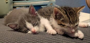 Rescue Domestic Short Hair Cats for Adoption in Tacoma, Washington - Pugsley | PetCurious