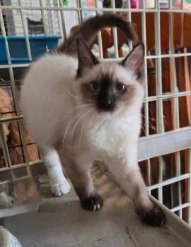 Snowball -  Domestic Medium Hair Cat for Adoption in St. Cloud, Florida - Snowball | PetCurious