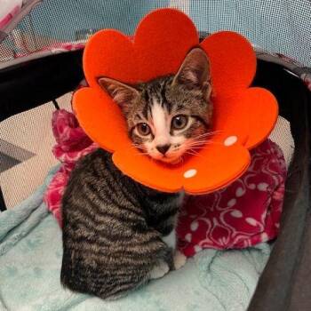 Rescue Domestic Short Hair Cats for Adoption in Lake Orion, Michigan - Benny Penny | PetCurious