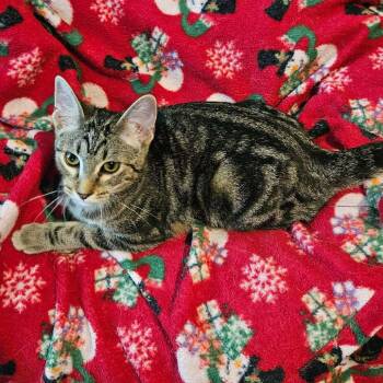 Rescue Domestic Short Hair Cats for Adoption in Saint Paul, Minnesota - Bones | PetCurious