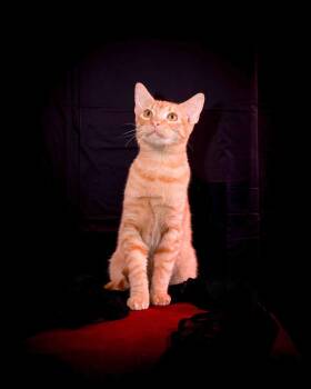 Geo -  Domestic Short Hair Cat for Adoption in Jefferson, Louisiana - Geo | PetCurious