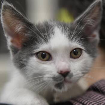 Domestic Short Hair Cats Available for Adoption in Redwood City, California - Trace | PetCurious