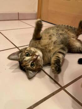 Trinket -  Domestic Short Hair Cat for Adoption in Tucson, Arizona - Trinket | PetCurious