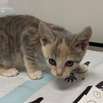 Harlowe -  Domestic Short Hair Cat for Adoption in Nashville, Tennessee - Harlowe | PetCurious