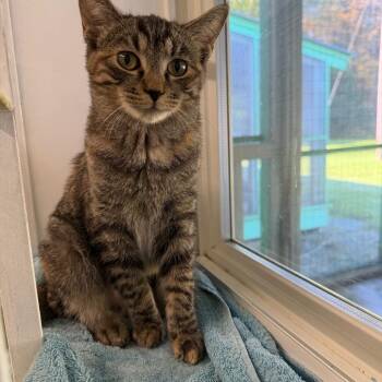 Marina -  Domestic Medium Hair Cat for Adoption in Pittsford, Vermont - Marina | PetCurious
