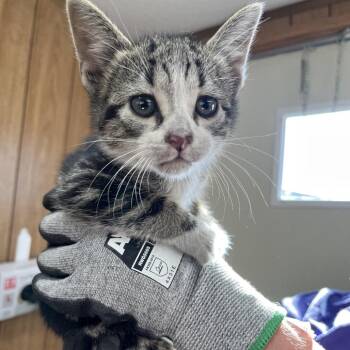 Domestic Short Hair Cats Available for Adoption - Angus | PetCurious