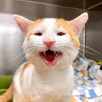 Potato -  Domestic Short Hair and Mixed Breed Cat for Adoption in Medford, Oregon - Potato | PetCurious