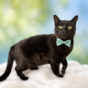 Walnut -  Domestic Short Hair and Mixed Breed Cat for Adoption in Binghamton, New York - Walnut | PetCurious