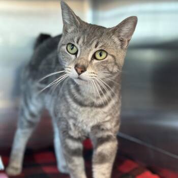 Domestic Short Hair Cats Available for Adoption in Matteson, Illinois - Partridge | PetCurious