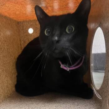 Domestic Short Hair Cats Available for Adoption - Chocolate | PetCurious