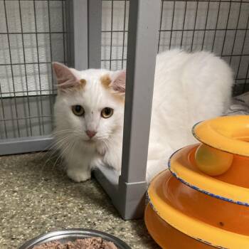 Atticus -  Domestic Long Hair Cat for Adoption in Blue Ridge, Georgia - Atticus | PetCurious