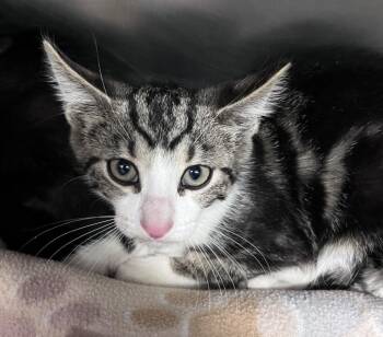 Prismacolor -  Domestic Short Hair Cat for Adoption in Cincinnati, Ohio - Prismacolor | PetCurious