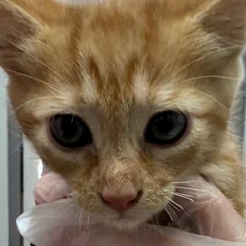 Luigi -  Domestic Short Hair Cat for Adoption in Taos, New Mexico - Luigi | PetCurious