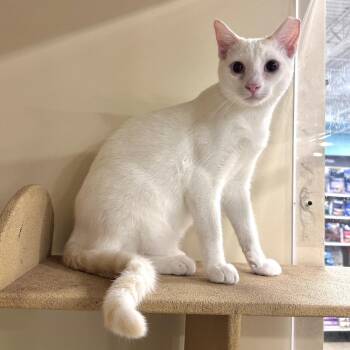 Leo -  Siamese and Domestic Short Hair Cat for Adoption in Panama City, Florida - Leo | PetCurious