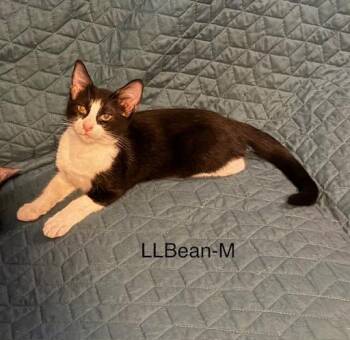 LL Bean -  Domestic Short Hair Cat for Adoption in Lunenburg, Massachusetts - LL Bean | PetCurious