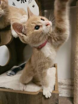 Provolone -  Domestic Short Hair Cat for Adoption in St. Cloud, Minnesota - Provolone | PetCurious