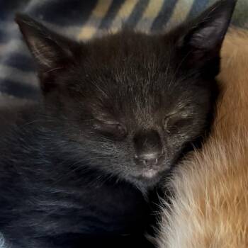 Domestic Short Hair Cats Available for Adoption in La Grange, Kentucky - Onyx | PetCurious
