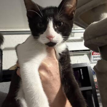 Sid -  Domestic Short Hair Cat for Adoption in Lehigh Acres, Florida - Sid | PetCurious