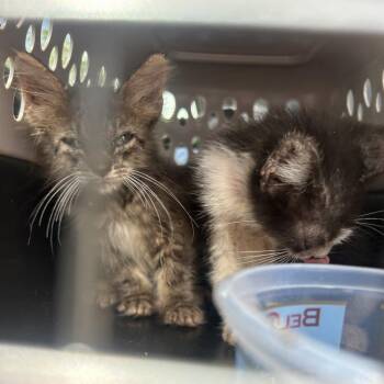 Domestic Short Hair Cats Available for Adoption in Lake Jackson, Texas - Itchy | PetCurious