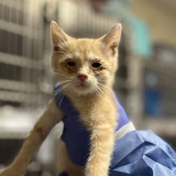 Rescue Domestic Short Hair Cats for Adoption in Troy, Illinois - Stantz | PetCurious