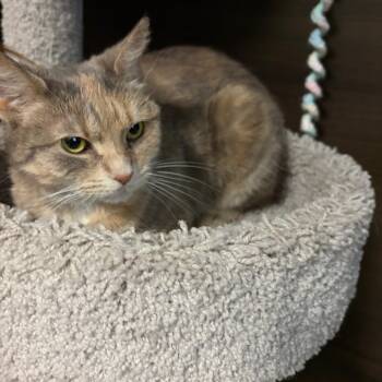 Rescue Domestic Short Hair Cats for Adoption in Buffalo, New York - Timber | PetCurious