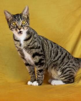 Domestic Short Hair Cats Available for Adoption in Lewisburg, Tennessee - Denim | PetCurious