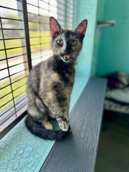 Rescue Domestic Short Hair Cats for Adoption in Cape Coral, Florida - Biscuits | PetCurious
