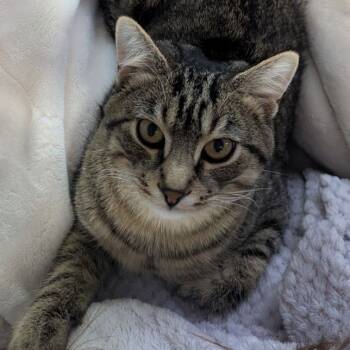 Rescue Domestic Short Hair Cats for Adoption in Eagle Mountain, Utah - Q Vallejo | PetCurious