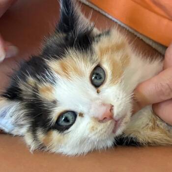 Lolly Anderson -  Domestic Medium Hair Cat for Adoption in Eagle Mountain, Utah - Lolly Anderson | PetCurious