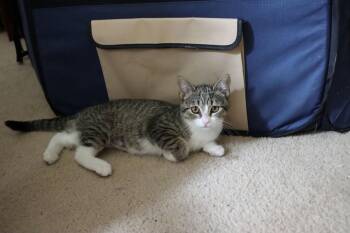 Dana -  Domestic Short Hair Cat for Adoption in Denver, Colorado - Dana | PetCurious
