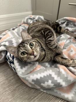 Domestic Short Hair Cats Available for Adoption - Chickadee | PetCurious