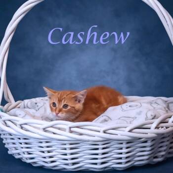 Cashew C26-198 -  Domestic Short Hair Cat for Adoption in Lebanon, Tennessee - Cashew C26-198 | PetCurious