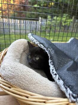 Burner -  Domestic Short Hair Cat for Adoption in Sechelt, British Columbia - Burner | PetCurious
