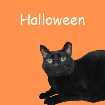 Rescue Domestic Short Hair Cats for Adoption in South Padre Island, Texas - Halloween | PetCurious