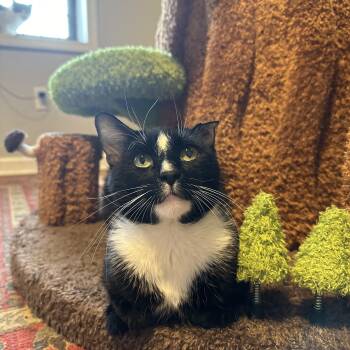 Rescue American Shorthair Cats for Adoption - Elvis | PetCurious