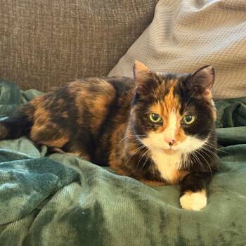 Precious -  Domestic Short Hair Cat for Adoption in Washington, District Of Columbia - Precious | PetCurious