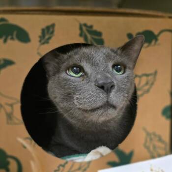 Grey -  Domestic Short Hair Cat for Adoption in Fairport, New York - Grey | PetCurious
