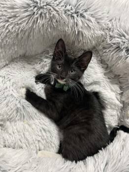 West -  Domestic Short Hair Cat for Adoption in Newport, Kentucky - West | PetCurious