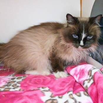Kat -  Himalayan and Mixed Breed Cat for Adoption in South Elgin, Illinois - Kat | PetCurious
