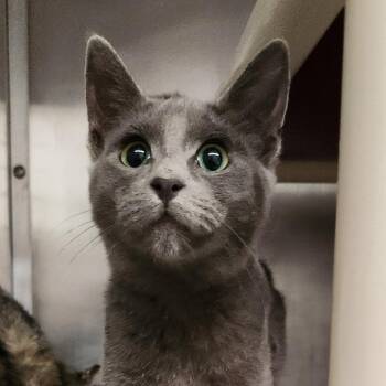 Velma -  Domestic Short Hair Cat for Adoption in Eureka, California - Velma | PetCurious