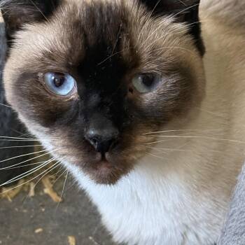 Bella -  Siamese Cat for Adoption in Washington, Georgia - Bella | PetCurious