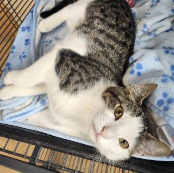 Domestic Short Hair Cats Available for Adoption in Brookings, South Dakota - Jessica | PetCurious