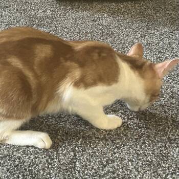 Lani -  Domestic Short Hair Cat for Adoption in Medina, Ohio - Lani | PetCurious