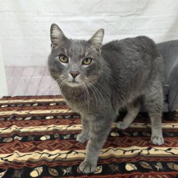Domestic Short Hair Cats Available for Adoption - Grayson | PetCurious