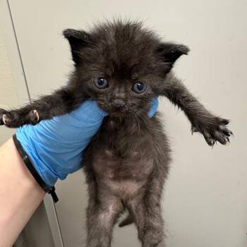 Void -  Domestic Short Hair Cat for Adoption in Columbiana, Alabama - Void | PetCurious