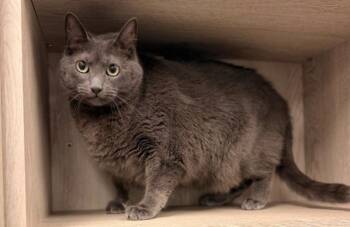 Mazikeen -  Domestic Short Hair Cat for Adoption in Lafayette, Louisiana - Mazikeen | PetCurious