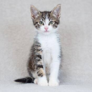 Domestic Short Hair Cats Available for Adoption in Sunnyvale, California - Milhouse | PetCurious