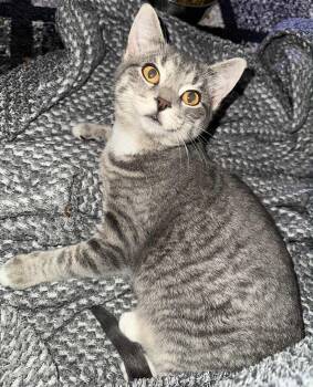 Frizzle -  Domestic Short Hair Cat for Adoption in Hamilton, Michigan - Frizzle | PetCurious