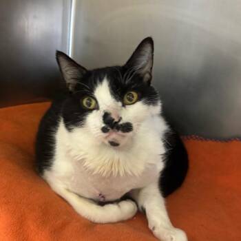 Emergency Contact -  Domestic Short Hair Cat for Adoption in York, Pennsylvania - Emergency Contact | PetCurious